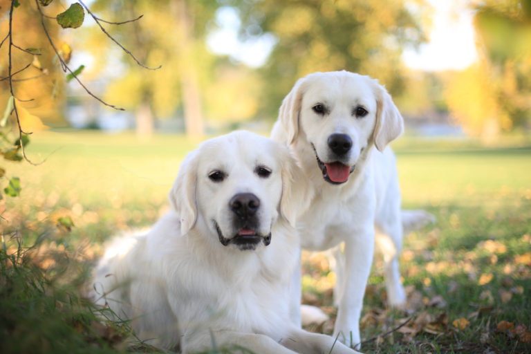 IG_Feature_Image_Goldens